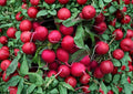Champion Radish Seeds, Heirloom Non-GMO Vegetable Seeds, Bright Red, Crisp, Fast-Growing, Round Radish Variety