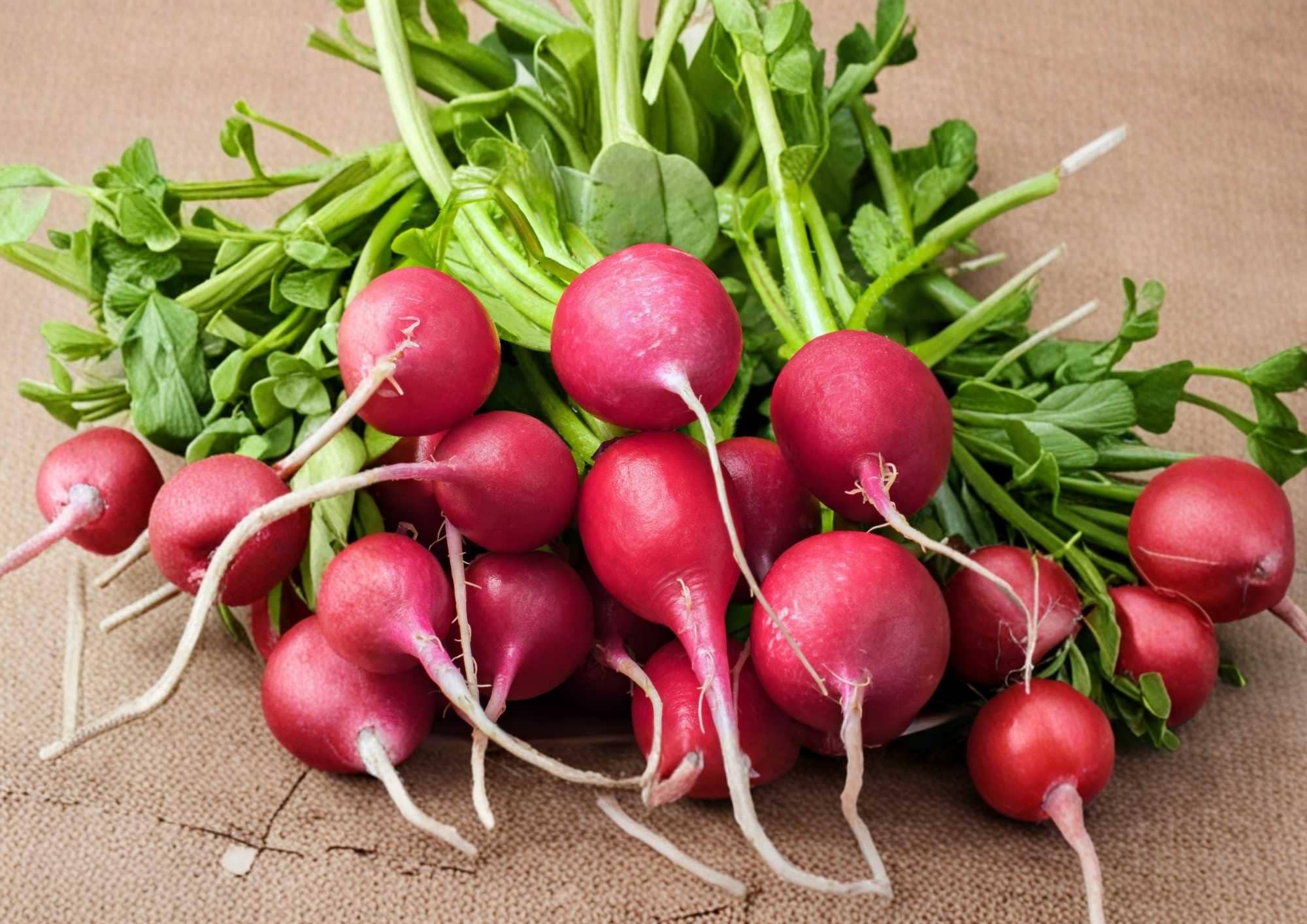 German Giant Radish Seeds, Heirloom Non-GMO Vegetable Seeds for Garden Planting, Large Red Crisp Roots, Radish Variety