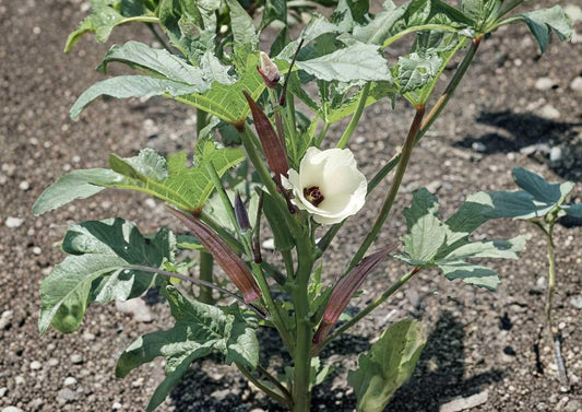 Louisiana Longhorn Cowhorn Okra Seeds – Heirloom Non-GMO Vegetable Seeds for Garden Planting, High Yield, Tender Green Pods
