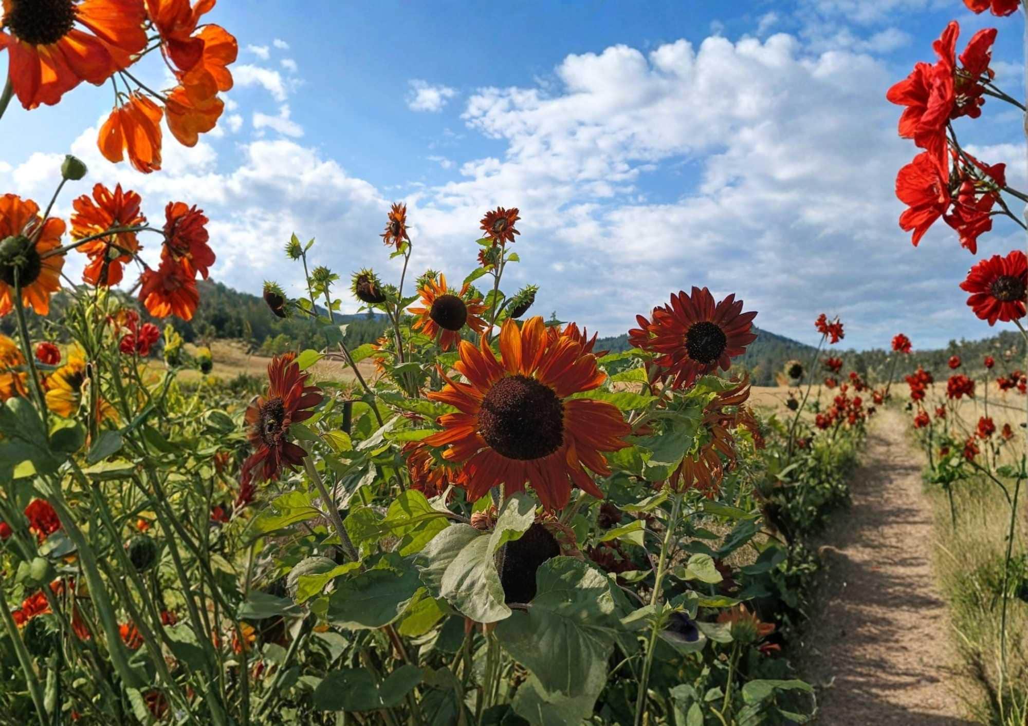 50+ Earthwalker Sunflower Seeds | Heirloom, Rare Flower Seeds for Garden Planting | Colorful Bronze, Red, Gold Blooms | Pollinator, Non-GMO