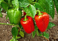Giant Keystone Resistant Pepper Seeds, Heirloom Sweet Bell, Large Thick Wall Green Red Variety, Garden Planting, BloomHavenNursery