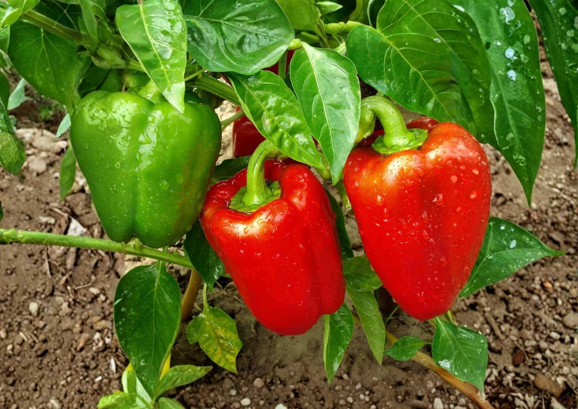 Giant Keystone Resistant Pepper Seeds, Heirloom Sweet Bell, Large Thick Wall Green Red Variety, Garden Planting, BloomHavenNursery