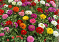 Zinnia Dwarf Thumbelina Mix Flower Seeds – Colorful Compact Blooming Garden Planting, Butterfly & Hummingbird Friendly Seeds