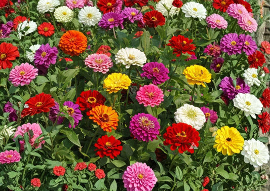 Zinnia Dwarf Thumbelina Mix Flower Seeds – Colorful Compact Blooming Garden Planting, Butterfly & Hummingbird Friendly Seeds