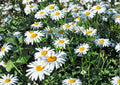 200+ Shasta Daisy Seeds – Heirloom Perennial Flower Seeds for Garden, White Blooms, Pollinator Friendly, Chrysanthemum Seeds