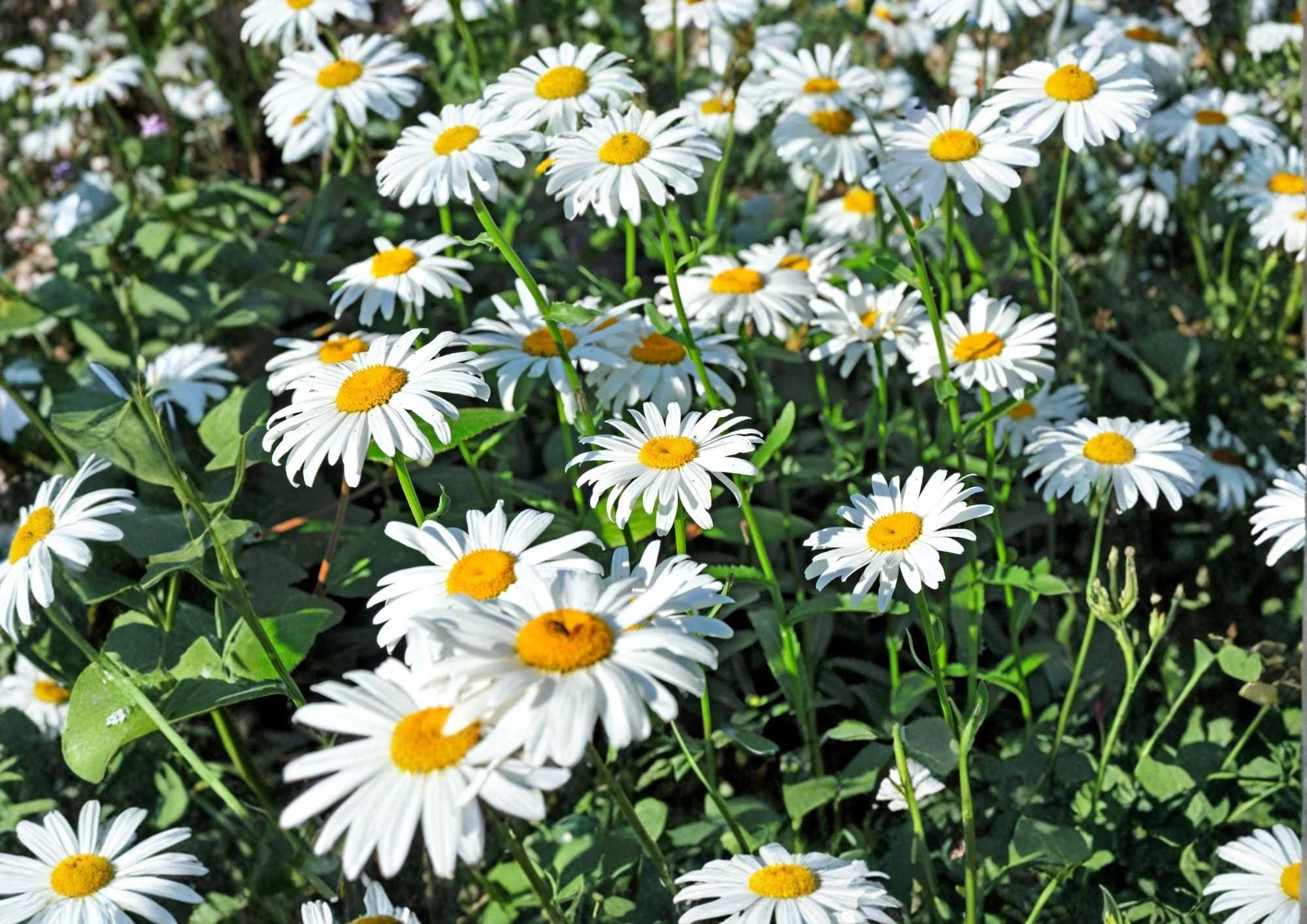 200+ Shasta Daisy Seeds – Heirloom Perennial Flower Seeds for Garden, White Blooms, Pollinator Friendly, Chrysanthemum Seeds