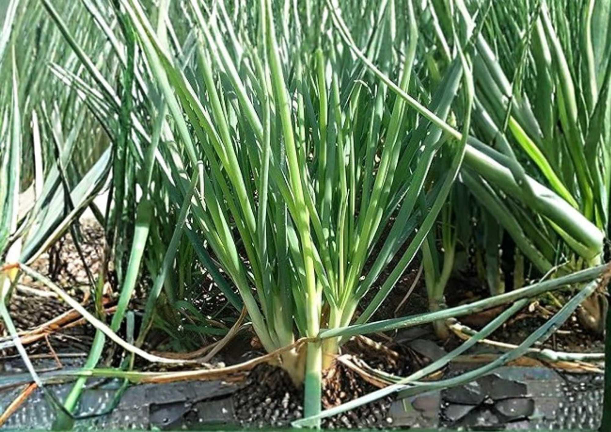 Large American Flag Leek Seeds – Heirloom Non-GMO Vegetable Seeds for Garden Planting, Long White Green Stalks, Mild Onion Flavor