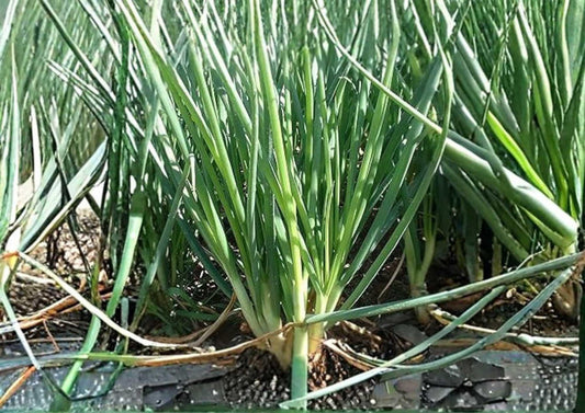 Large American Flag Leek Seeds – Heirloom Non-GMO Vegetable Seeds for Garden Planting, Long White Green Stalks, Mild Onion Flavor