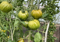 Cherokee Green Tomato Seeds, Heirloom Non-GMO Vegetable Seeds for Garden, Large Green Beefsteak, High Yield, Easy to Grow