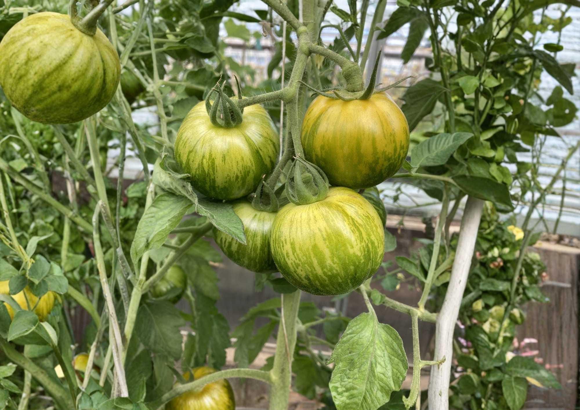 Cherokee Green Tomato Seeds, Heirloom Non-GMO Vegetable Seeds for Garden, Large Green Beefsteak, High Yield, Easy to Grow