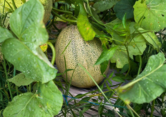 Hales Best Jumbo Cantaloupe Seeds – Heirloom Non-GMO Vegetable Seeds for Garden, Large Sweet Orange Melon, High Yield Variety