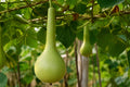 Martinhouse Bottle Gourd Seeds (Lagenaria siceraria) – Heirloom, Versatile, Crafting & Decorative Gourds, 5 Seeds