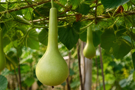Martinhouse Bottle Gourd Seeds (Lagenaria siceraria) – Heirloom, Versatile, Crafting & Decorative Gourds, 5 Seeds