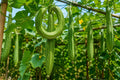 Buab Moom Luffa Gourd Seeds | Ridged Sponge Gourd, Luffa acutangula, Edible & Fibrous, Fast-Growing Vine for Culinary & Natural Sponges