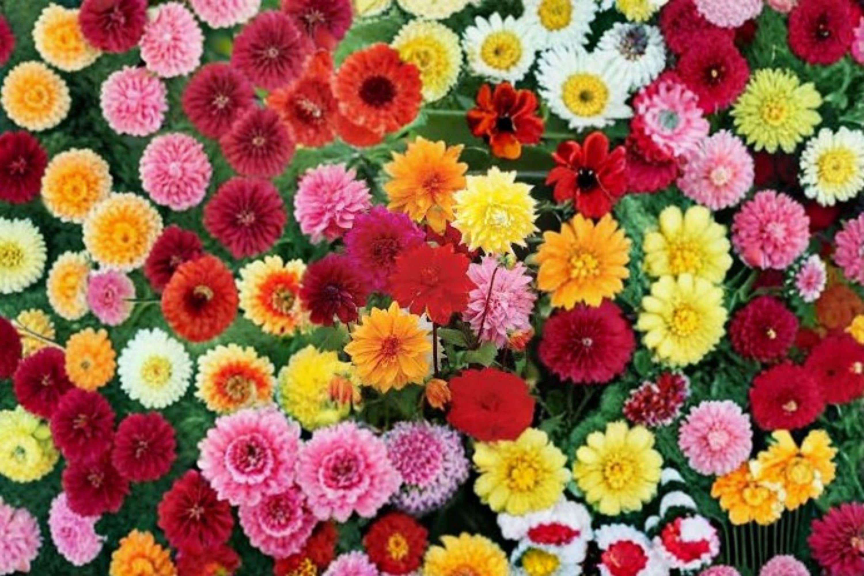 Dinnerplate Dahlia Tubers – Large Blooming Flowers, Dahlia pinnata, Garden & Container Plant, Full Sun, 3 Pack