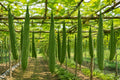 Decorative Bottle Gourd Seeds, Bonanza Gourd (Lagenaria siceraria), Ornamental Climbing Vine for Fall Decor & Crafts