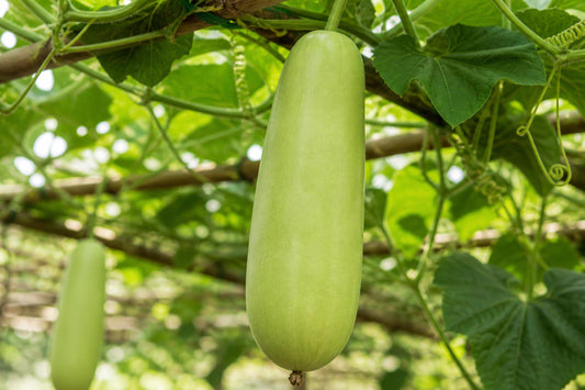 Nam Tao Ngam Hybrid Bottle Gourd Seeds – Indian Type Climbing Gourd for Culinary & Decorative Use
