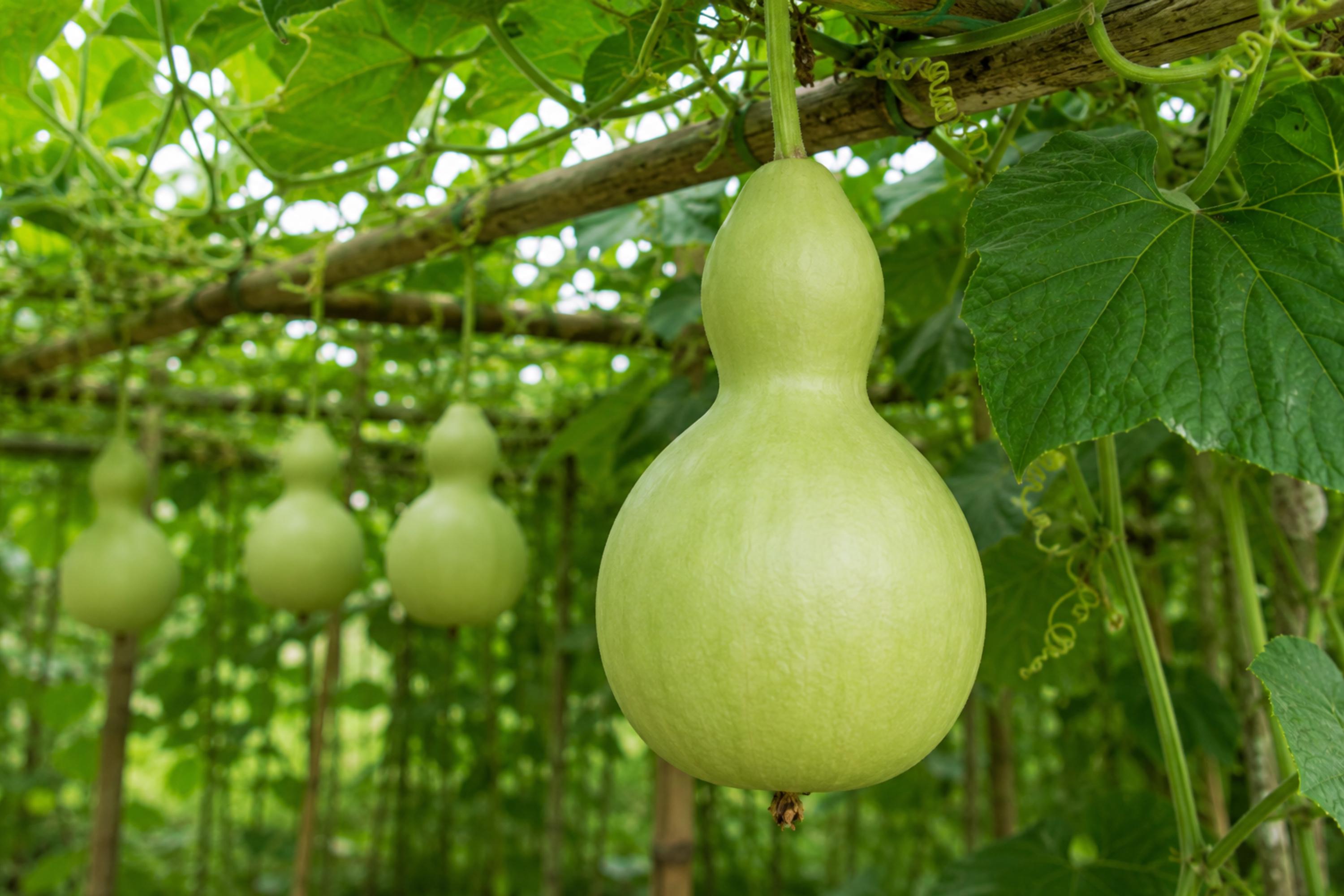Birdhouse Gourd Seeds (Lagenaria siceraria) – Heirloom, Easy to Grow, Perfect for DIY Birdhouses & Rustic Crafts