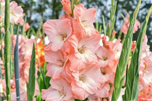 Karma Gladiolus Flower Bulbs 10 Pack – Vibrant Gladiolus hortulanus for Garden, Cut Flowers & Pollinator Attraction