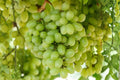 Seedless Grape Vine Plant – 1-2 Year Old Vitis vinifera 'Hope Bunch' for Garden, Patio, Trellis