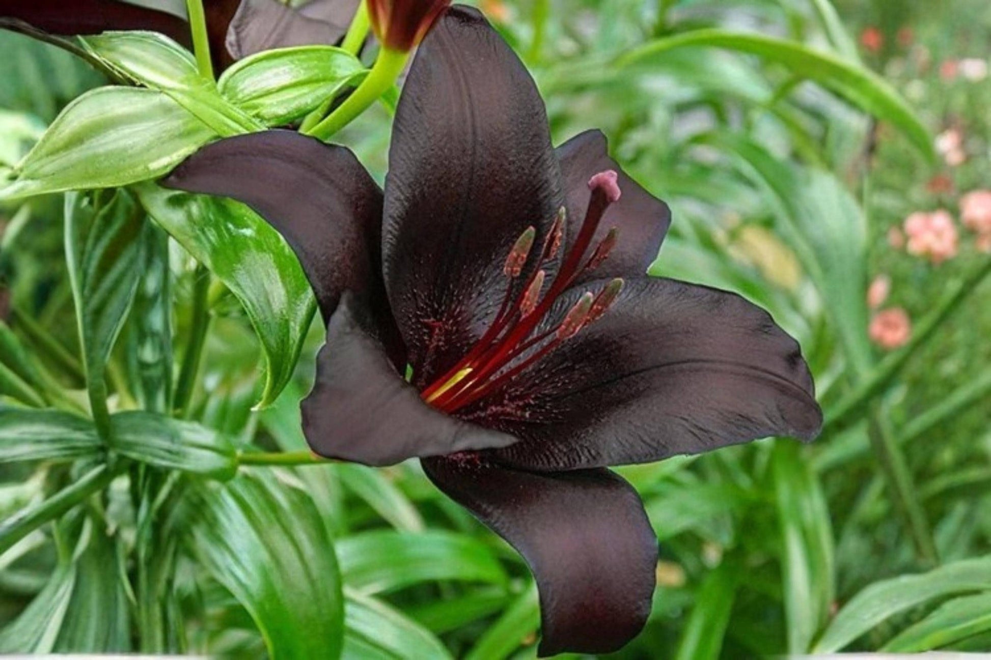 Nightrider Asiatic Lily Bulb - Perennial Flower Bulb with Dark Purple Blooms - Lilium asiaticum