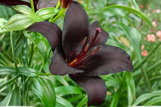Nightrider Asiatic Lily Bulb - Perennial Flower Bulb with Dark Purple Blooms - Lilium asiaticum