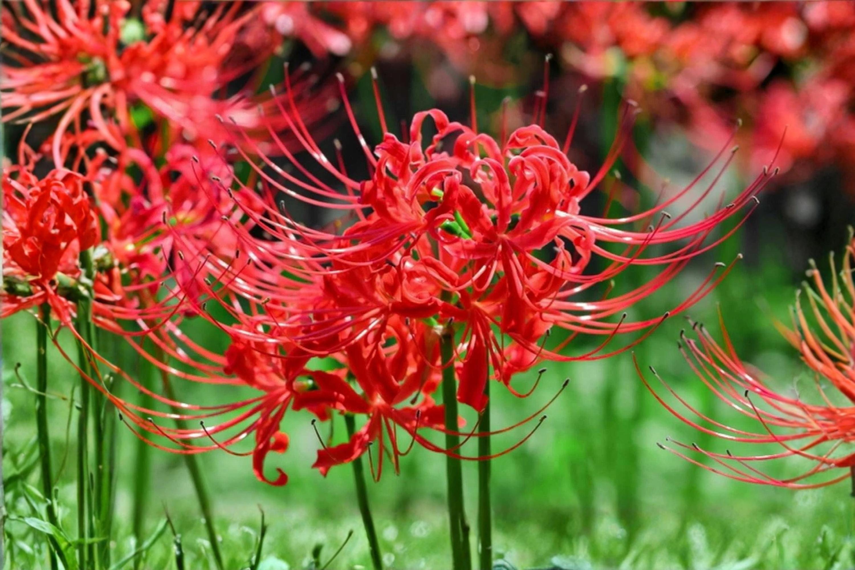 Red Spider Lily Bulb, Lycoris radiata, Perennial Flower, Bright Red Blooms, Garden Plant, Heirloom, Pollinator Attracting