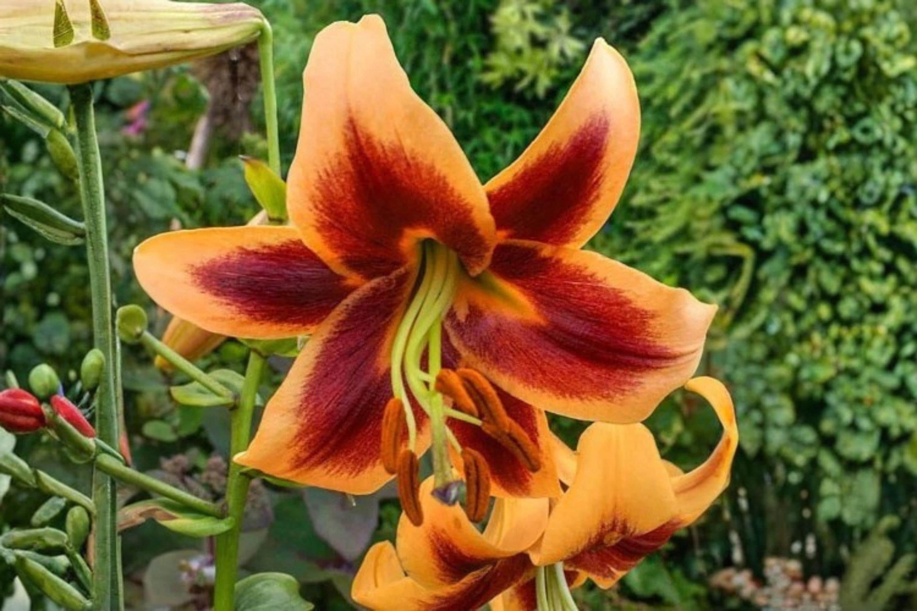 Giant Orienpet Lily Bulb - Red Morning - Perennial Flower - Lilium Hybrid for Garden, Border, Container