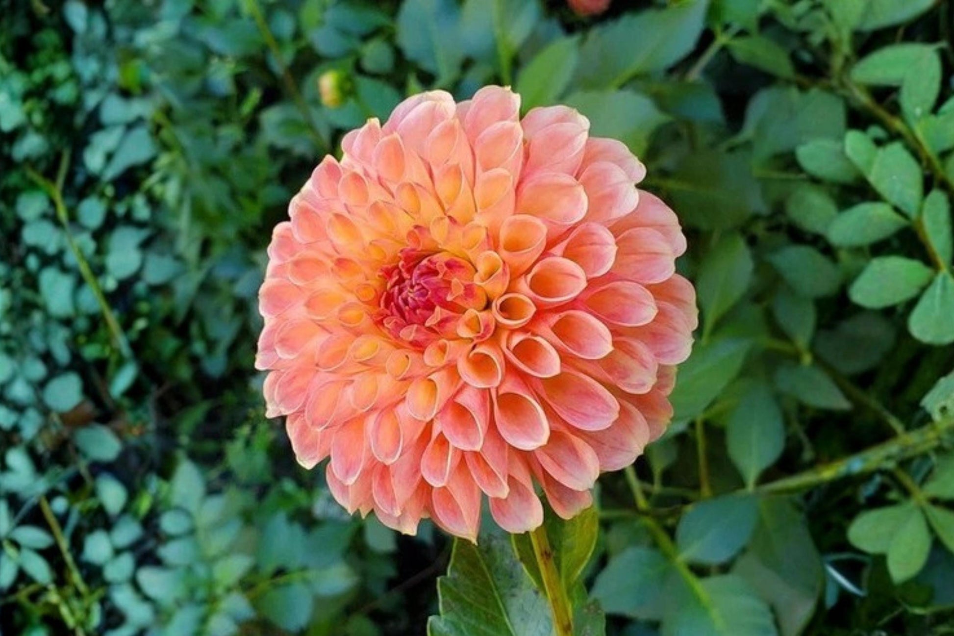 Jowey Nicky Ball Dahlia Bulb Tuber Clump - Tropical Summer Flower - Dahlia variabilis - Bright Pom-Pom Blooms
