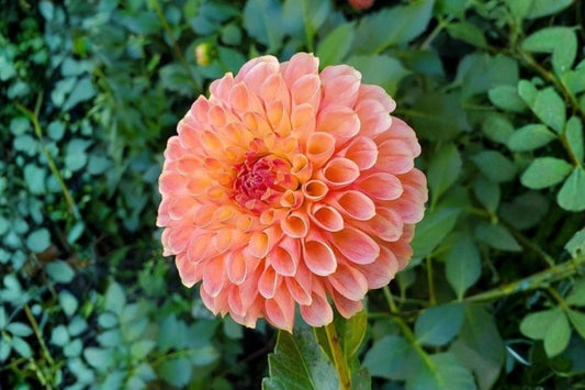 Jowey Nicky Ball Dahlia Bulb Tuber Clump - Tropical Summer Flower - Dahlia variabilis - Bright Pom-Pom Blooms