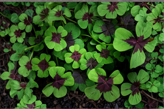 Iron Cross Shamrock Bulb – Oxalis tetraphylla, Ornamental Foliage Plant for Indoor & Container Growing
