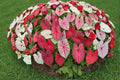 Fiesta Caladium Bulbs – Caladium bicolor – Colorful Tropical Foliage Plant for Shade Gardens and Containers