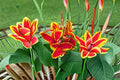 Lucifer Canna Lily Bulbs – Canna indica, Red Summer Flowering Plant, Garden Border, Tropical Ornamental Bulbs