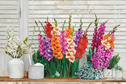 Mixed Gladiolus Bulbs – 30 Pack, Colorful Flowering Plants, Gladiolus spp., Garden Border, Summer Blooms