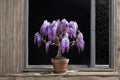 Purple Weeping Wisteria Seedling – Wisteria sinensis, Flowering Vine, Climbing Plant, Garden Vine, Bonsai Starter