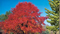 Red Oak Seeds – Quercus rubra for Landscape & Bonsai Growth, Deciduous Hardwood Tree Seeds