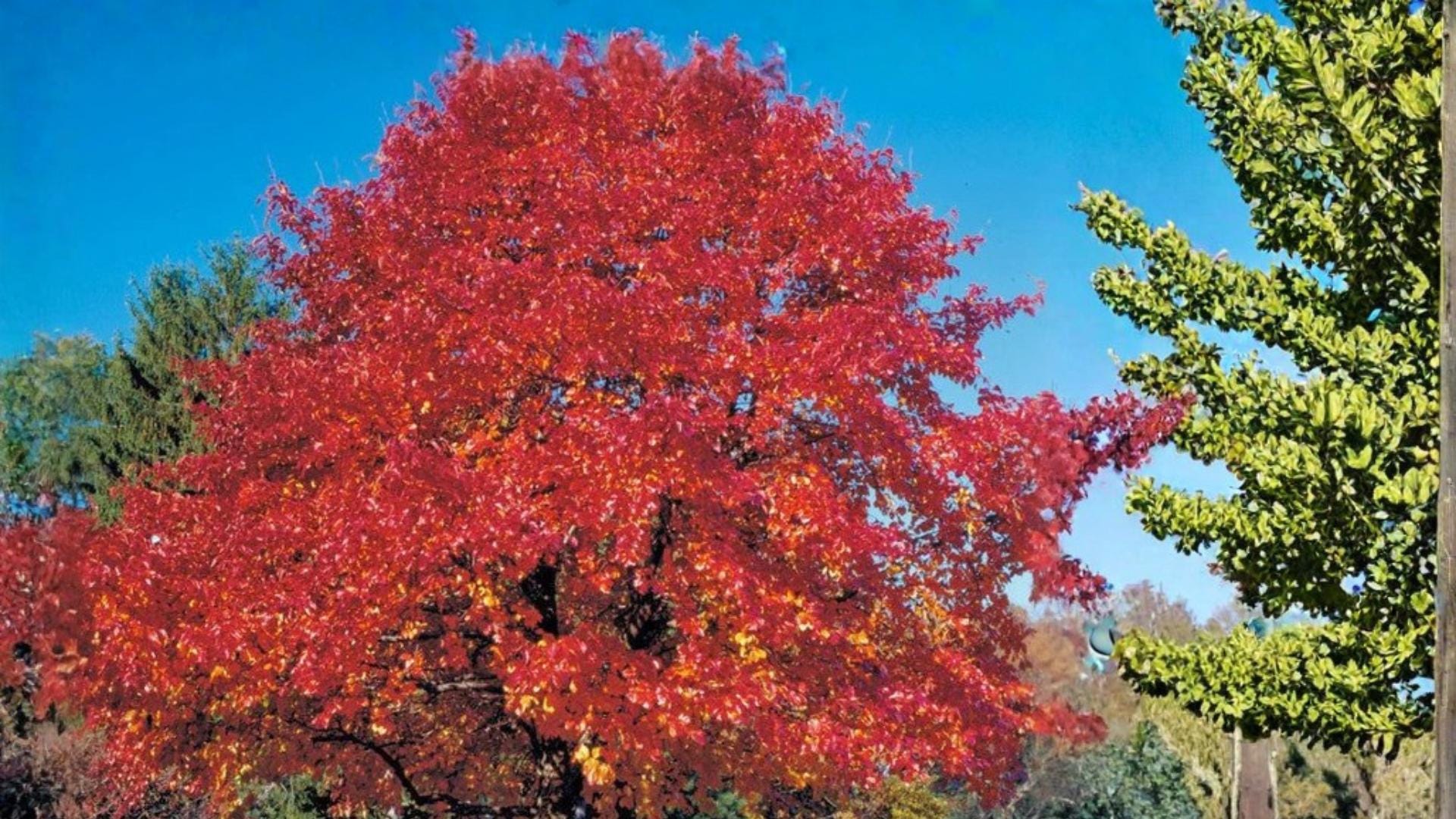 Red Oak Seeds – Quercus rubra for Landscape & Bonsai Growth, Deciduous Hardwood Tree Seeds