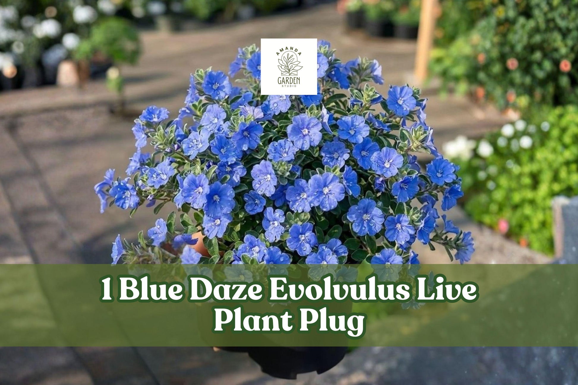 Blue Daze Evolvulus Live Plant Plug – Trailing Blue Flowers, Fuzzy Gray-Green Foliage, Groundcover, Container, Hanging Basket, Scientific Name Evolvulus glomeratus