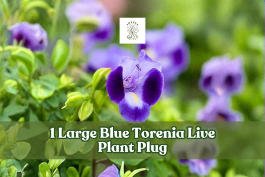 Large Blue Torenia Live Plant Plug, Wishbone Flower Blue Wings, Trailing Blue Flower, Summer Wave® Hybrid, Container, Hanging Basket
