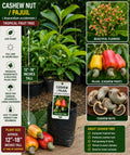 Cashew Live Fruit Tree 12–18 Inches Tall – Anacardium occidentale – Edible Nut Tree – Fresh Stock