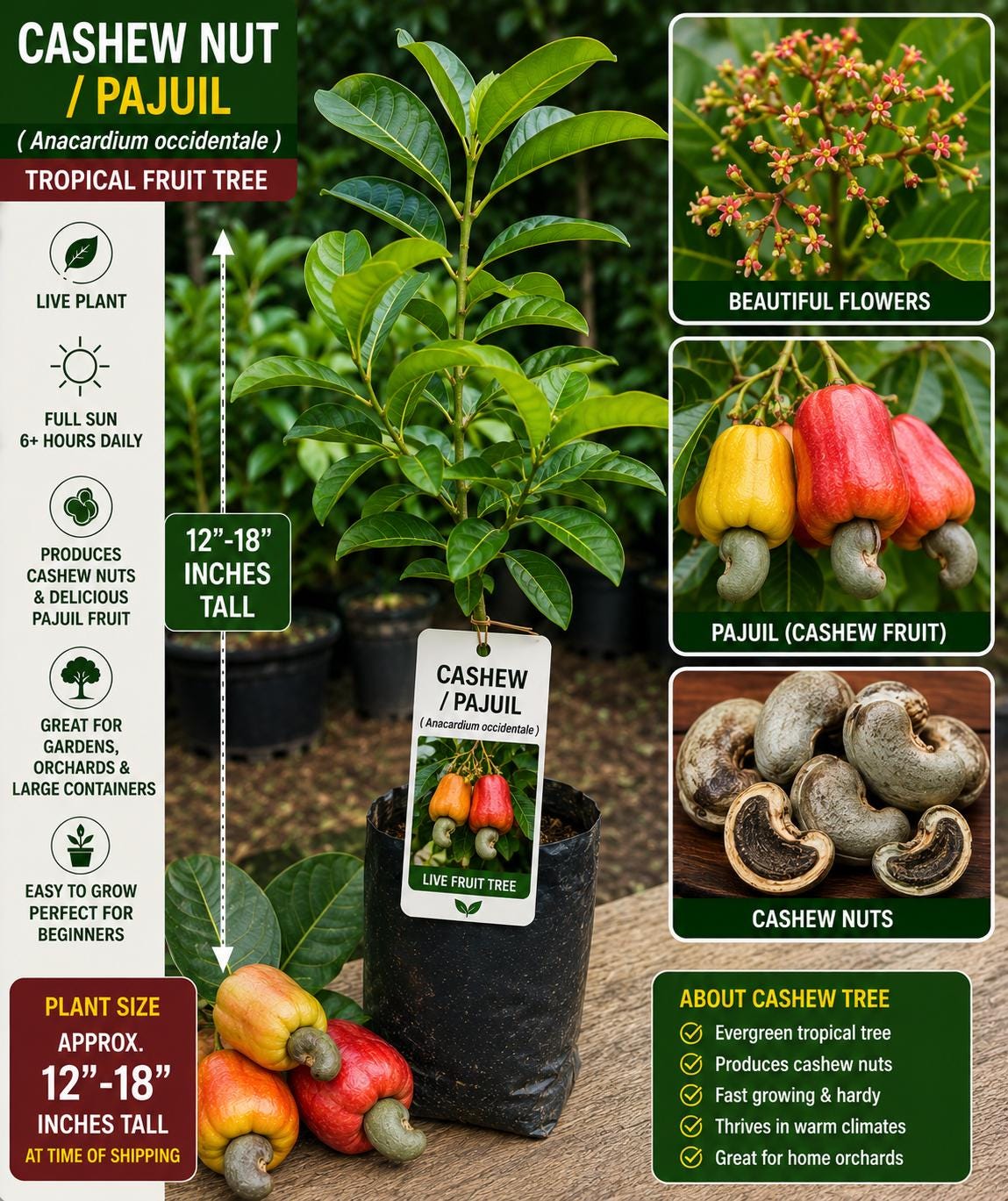 Cashew Live Fruit Tree 12–18 Inches Tall – Anacardium occidentale – Edible Nut Tree – Fresh Stock