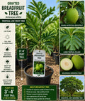 Grafted Breadfruit Tree 3-4 Feet Tall – Artocarpus altilis – Non-GMO Tropical Fruit Tree for Garden and Orchard