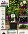 Black Java Plum Live Fruit Tree 1-2 Feet Tall – Syzygium cumini – Edible Fruit Tree – Fast Shipping