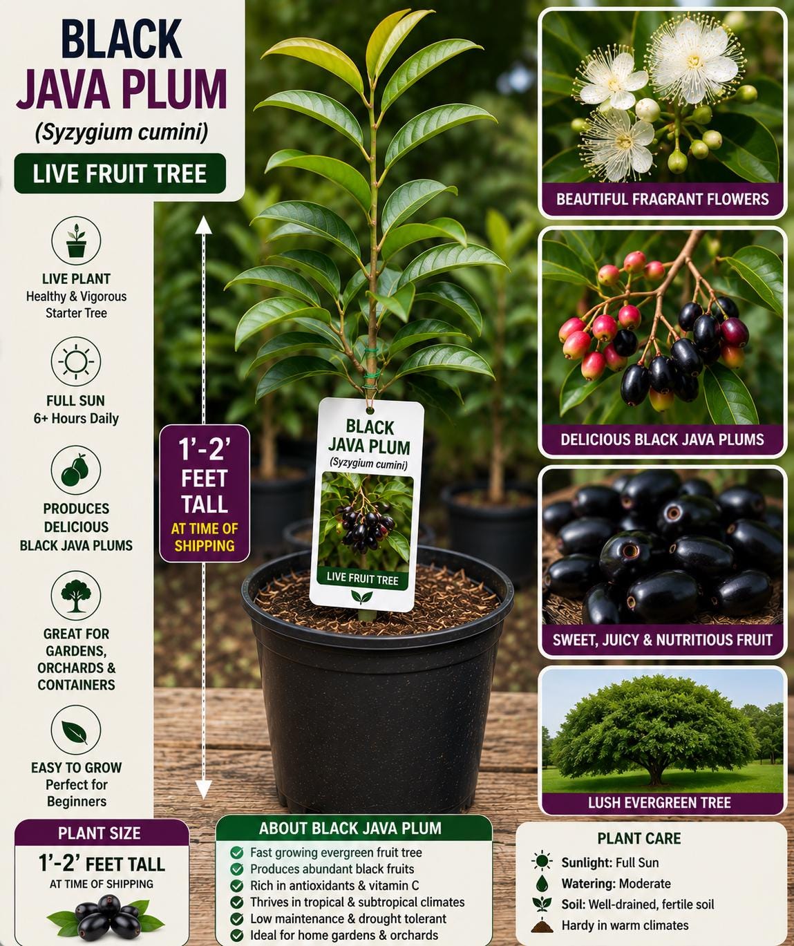 Black Java Plum Live Fruit Tree 1-2 Feet Tall – Syzygium cumini – Edible Fruit Tree – Fast Shipping