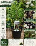 Jaboticaba Live Fruit Tree 12–24 Inches Tall – Plinia cauliflora – Fast Growing Tropical Tree for Garden or Patio