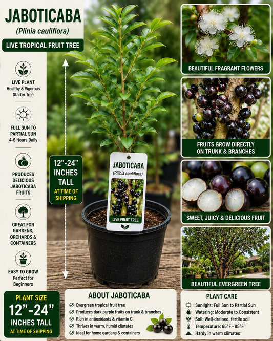 Jaboticaba Live Fruit Tree 12–24 Inches Tall – Plinia cauliflora – Fast Growing Tropical Tree for Garden or Patio