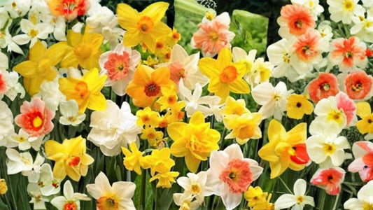 Mixed Daffodil Bulbs – Narcissus spp. – Spring-Blooming Perennial Flowering Bulbs for Garden Beds and Borders