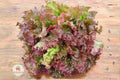 Prizehead Lettuce Seeds – Heirloom Non-GMO Leaf Vegetable, Lactuca sativa, Tender Green & Bronze Edible Greens
