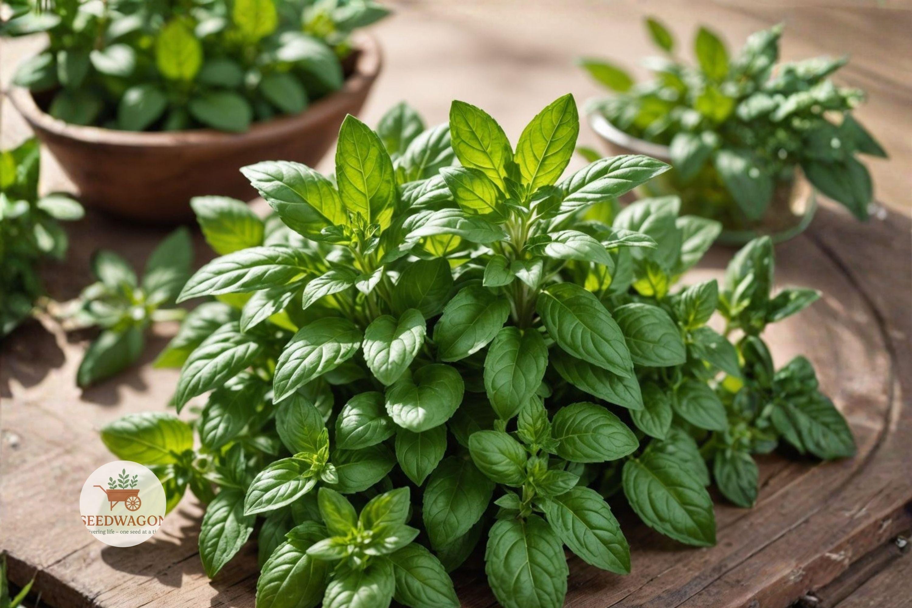 Sweet Genovese Basil Seeds – Heirloom Culinary Herb, Non-GMO, Easy to Grow, 100 Seeds, for Pesto, Herb Garden, Indoor & Outdoor