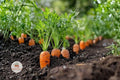 Danvers 126 Carrot Seeds – Heirloom Daucus carota Sweet Root Vegetable for Gardening, Easy to Grow, 50+ Seeds